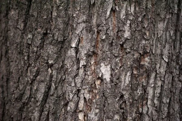 Textur der Baumrinde mit grünem Moos bedeckt — Stockfoto