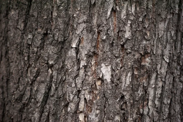 Textura de corteza de árbol cubierta de musgo verde —  Fotos de Stock