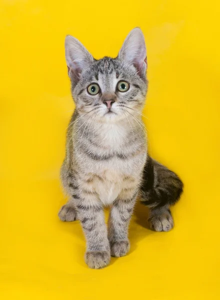 Gestreiftes Kätzchen steht auf gelb — Stockfoto