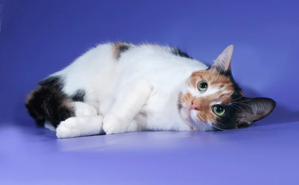 Tricolor cat lies on lilac — Stock Photo, Image