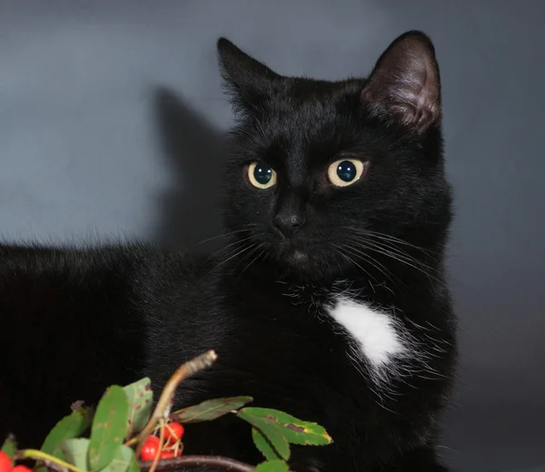 Zwarte kat op zwarte achtergrond — Stockfoto