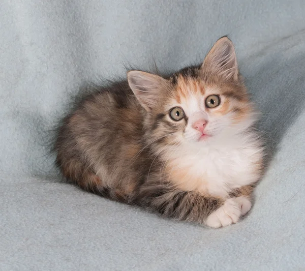 Chaton pelucheux tricolore couché sur bleu — Photo