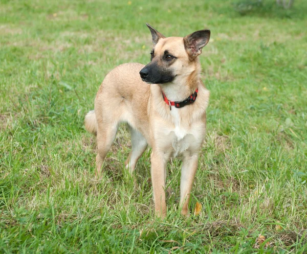 Large yellow dog in red collar — Stock Photo, Image