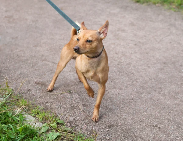 Little red dog on leash — Stock Photo, Image