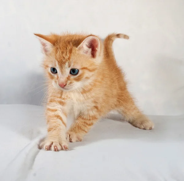 Red fluffy kitten standing on gray — Stock Photo, Image