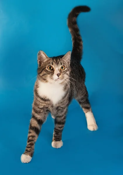 Gato de tabby con ojos amarillos de pie sobre azul —  Fotos de Stock