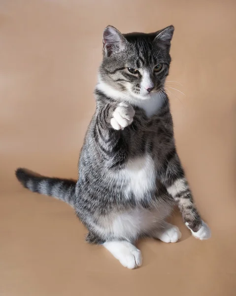 Gestromte Katze sitzt auf braun — Stockfoto