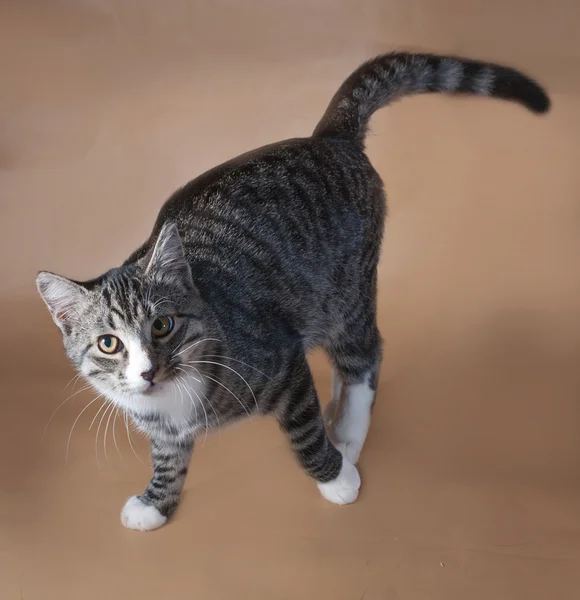 Tabby-Katze steht auf braun — Stockfoto