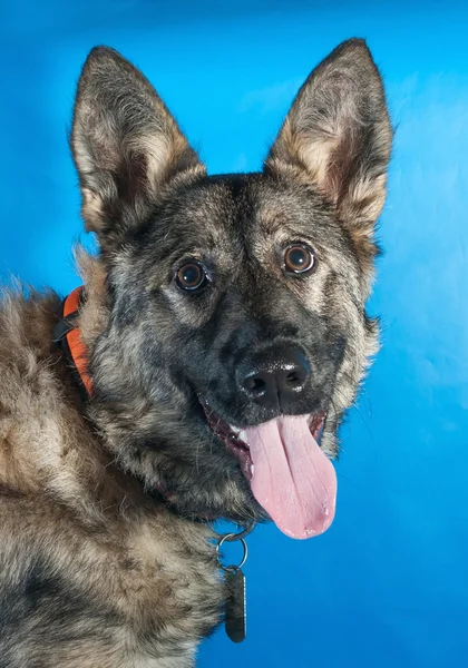 Grauer zotteliger Hund im roten Halsband auf blauem — Stockfoto