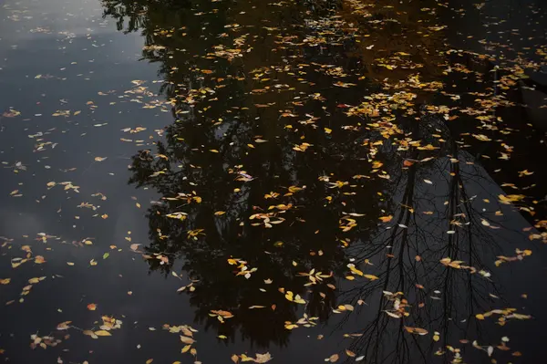 Motley folhas de outono em água preta — Fotografia de Stock