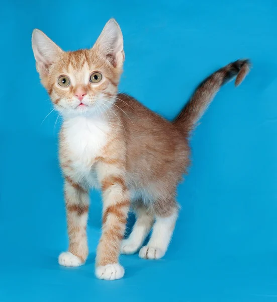 Red and white kitten standing on blue — Stock Photo, Image