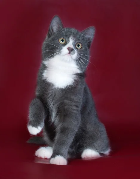 Gray fluffy kitten sitting on burgundy — Stock Photo, Image