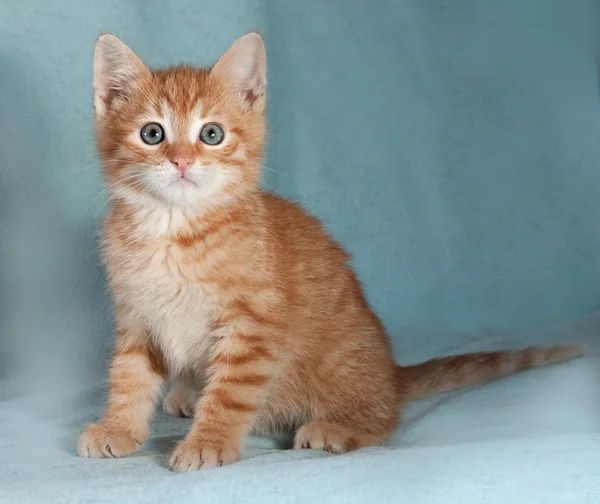 Fluffy ginger and white kitten sitting on blue — Stock Photo, Image