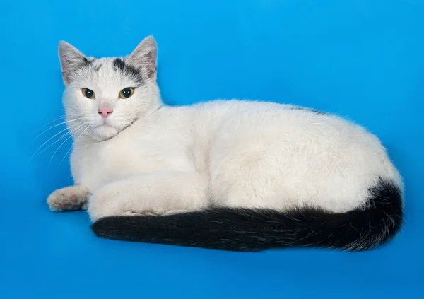 Gatto bianco con macchie nere si trova su blu — Foto Stock