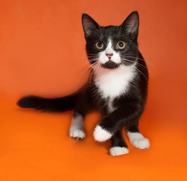 Gatito blanco y negro sentado en naranja —  Fotos de Stock