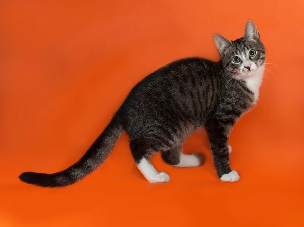 Gestreift mit weißem Kätzchen auf orange — Stockfoto