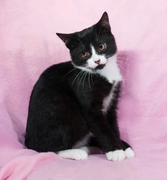 Gatito blanco y negro sentado en rosa — Foto de Stock