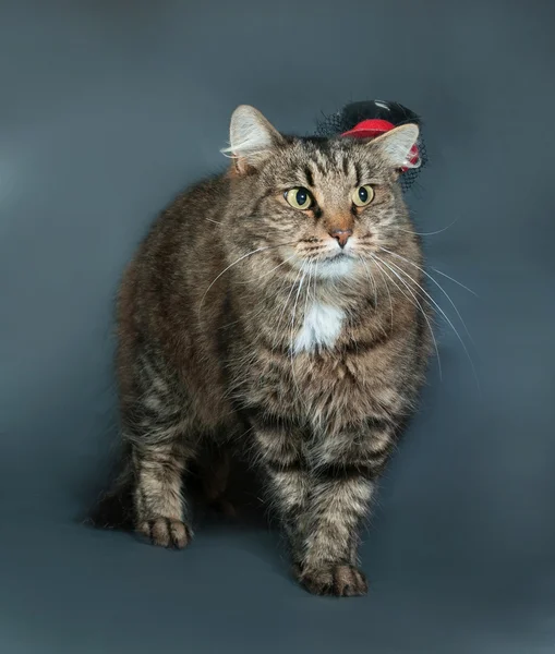 Fluffy tabby cat in black hat standing on gray — Stock Photo, Image