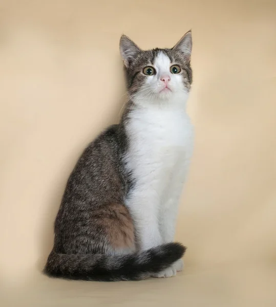 Listrado com gatinho branco sentado no amarelo — Fotografia de Stock