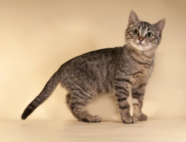 Gatito rayado de pie sobre amarillo —  Fotos de Stock