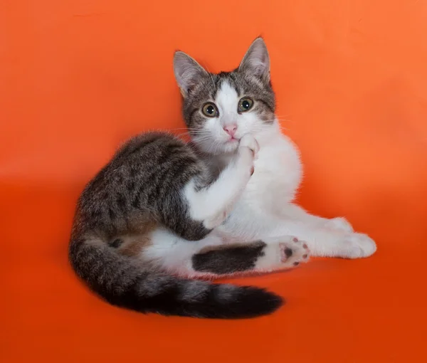 Paski z biały kotek kłamliwy na pomarańczowo — Zdjęcie stockowe