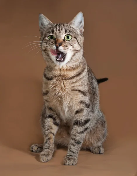 Tabby cat with green eyes licking on brown — Stock Photo, Image