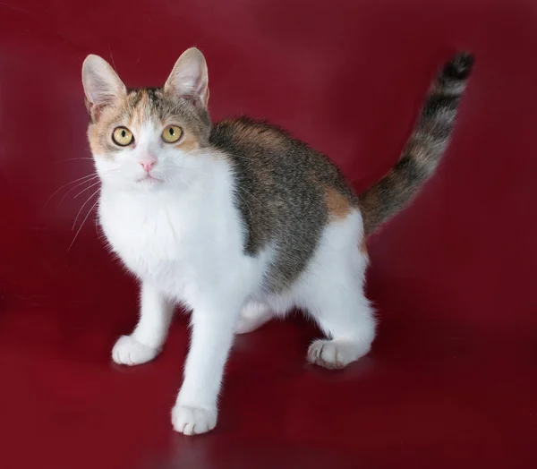 Tricolor cat sitting on burgundy — Stock Photo, Image