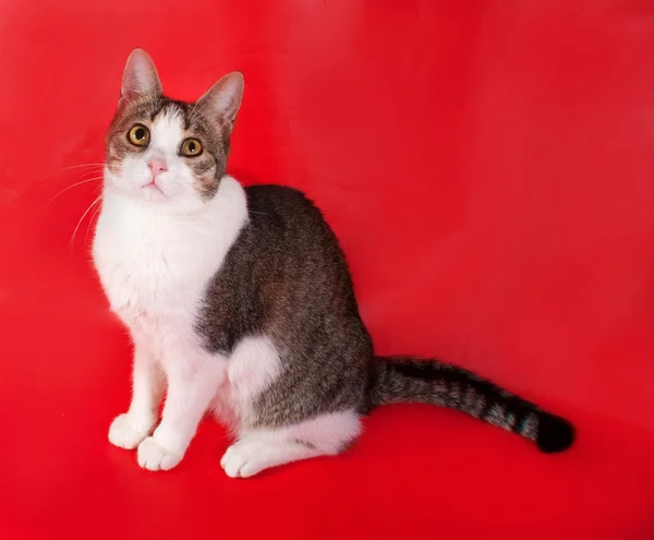 White and tabby cat sitting on red — Stock Photo, Image