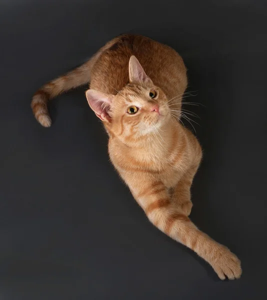 Ginger tříbarevné kotě ležící na tmavě šedá — Stock fotografie