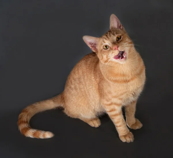 Ginger tabby kucing duduk di abu-abu gelap — Stok Foto