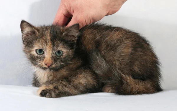 Tricolor esponjoso gatito se encuentra en gris — Foto de Stock