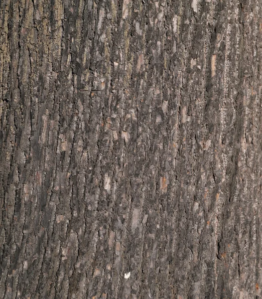 Texturou kůry stromů pokryté mechem — Stock fotografie