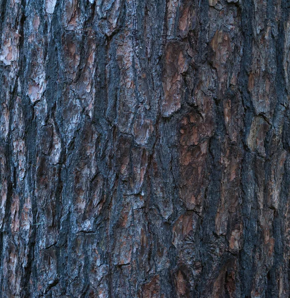 Textura de corteza de árbol cubierta de musgo — Foto de Stock