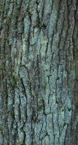 Textura de corteza de árbol cubierta de musgo — Foto de Stock