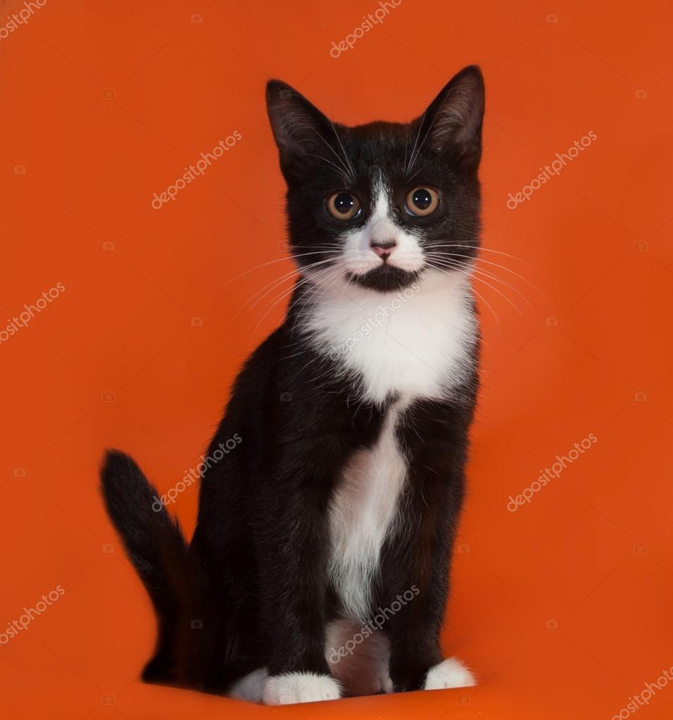 Turuncu üzerinde oturan siyah beyaz kedi yavrusu Stok fotoğrafçılık