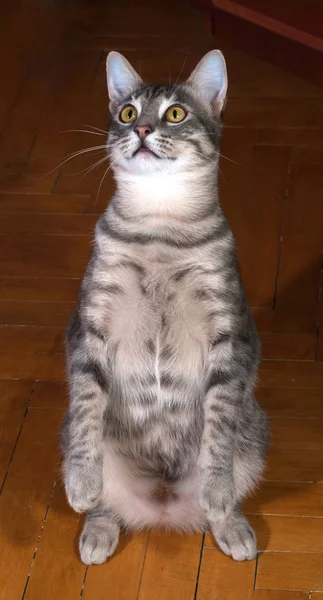 Серый полосатый кот играет на полу — стоковое фото