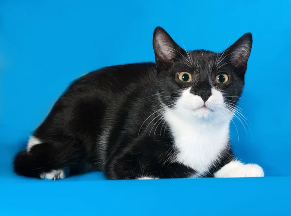 Frightened black and white kitten lying on blue — Stock Photo, Image