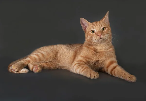 Ginger tabby kitten lying on dark gray — Stock Photo, Image