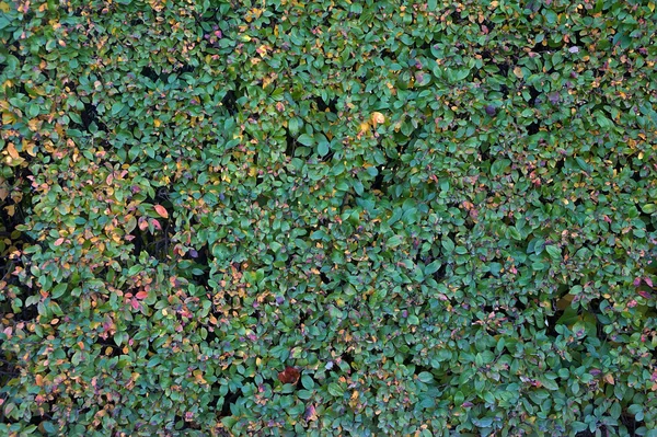 Textur der herbstlichen grünen Hecken — Stockfoto