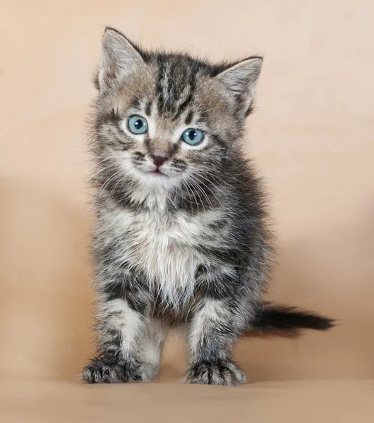 Grå randig kattunge stående på gula — Stockfoto