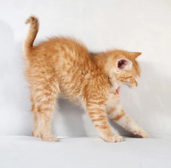 Piccolo gattino tabby arancione sbadiglia e si estende su grigio — Foto Stock
