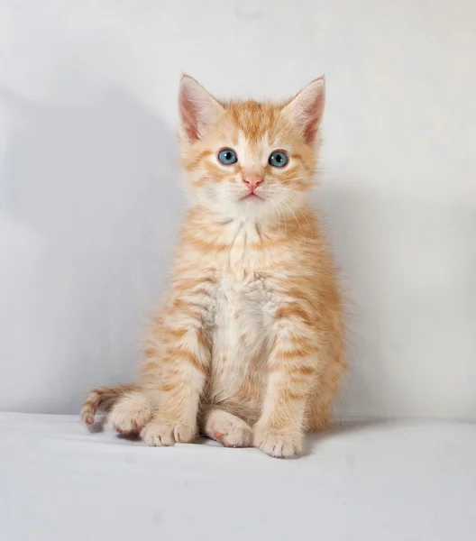 Червоний пухнастий кошеня сидить на сірому — стокове фото