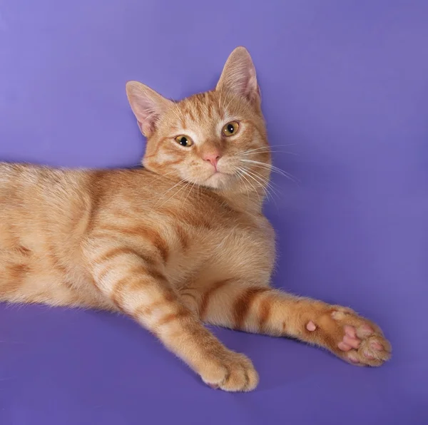 Czerwony kot leżący na liliowy — Zdjęcie stockowe