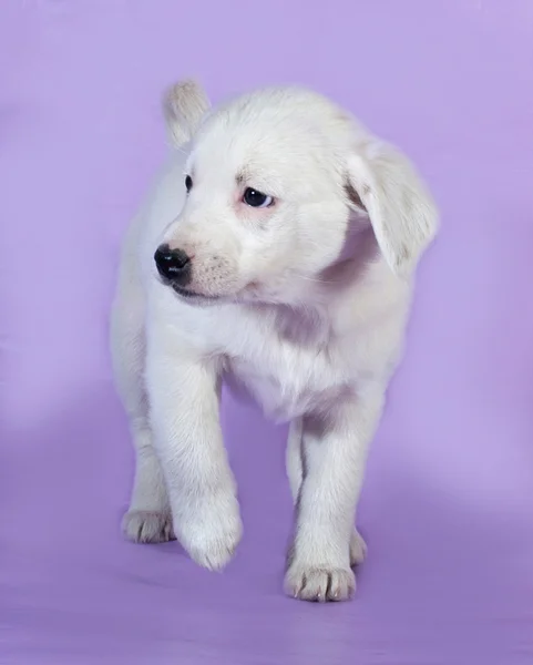 White puppy goes on lilac — Stock Photo, Image