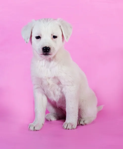 Cucciolo bianco seduto su rosa — Foto Stock