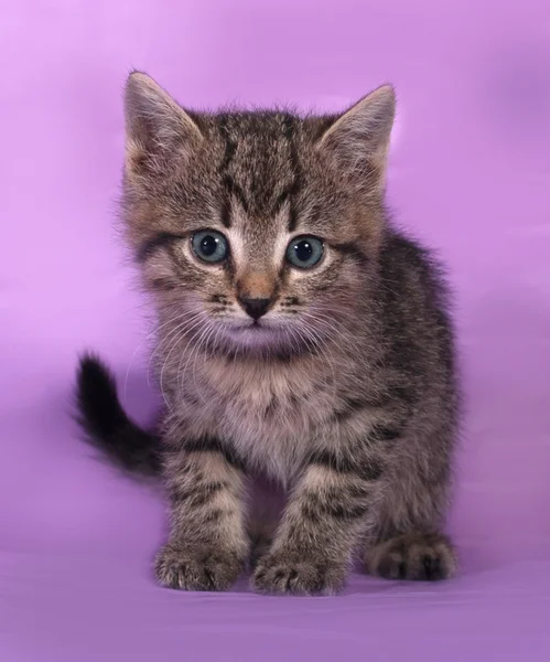 Small striped kitten sitting on lilac — Stock Photo, Image