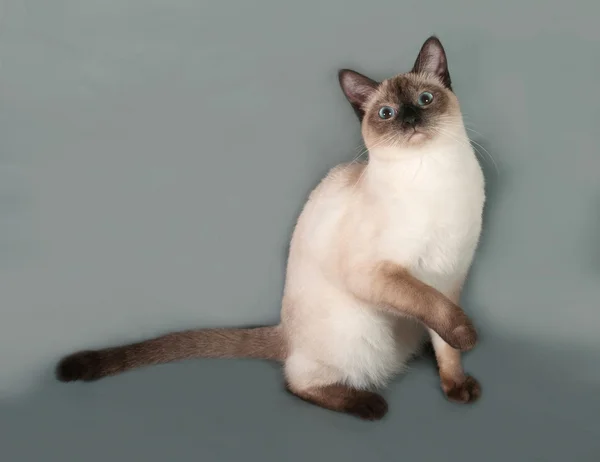 Thai cat with blue eyes sitting on gray — Stock Photo, Image