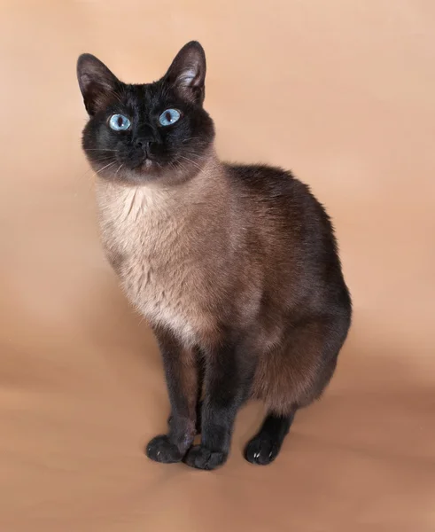 Тайская кошка с голубыми глазами, сидящая на карих — стоковое фото