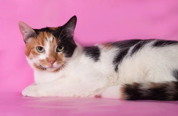 Tricolor cat lies on pink — Stock Photo, Image