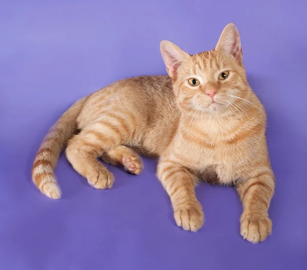 Gatto rosso sdraiato sul lilla — Foto Stock